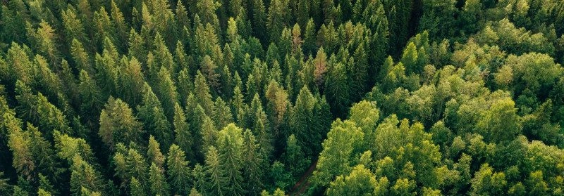 Metsandus ja jätkusuutlik haldamine